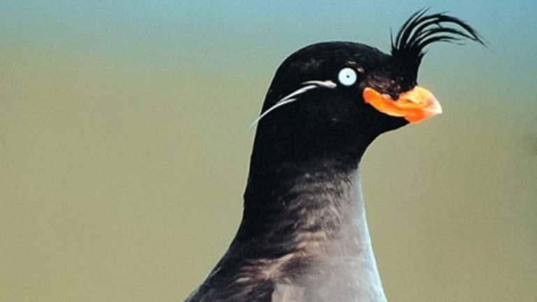 Rare Crested Auklet Spotted Near San Francisco Coast