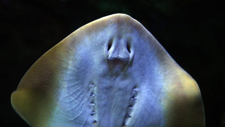 Stingray Injuries Surge at Seal Beach, California