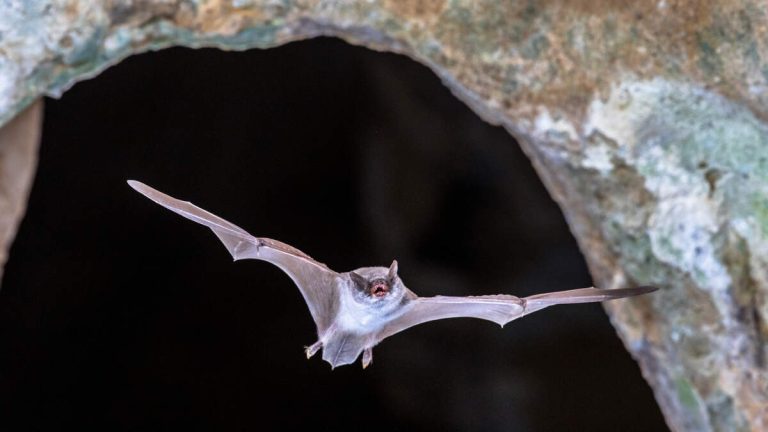 Woman Hit With Five-Figure Medical Bill After A Bat Flew Into Her Mouth