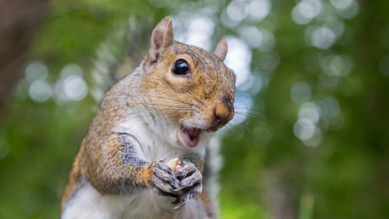 ‘Zombie Squirrels’ With Oozing Warts Spotted Throughout US
