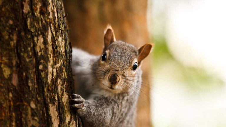 Aggressive Squirrel Attacks Leave Two in ER in San Rafael