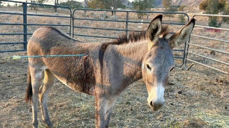 Another Wild Donkey Shot with Arrow in Moreno Valley