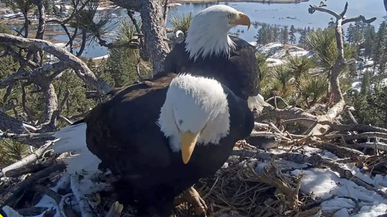 Big Bear Eagles Jackie and Shadow Signal Start of ‘Stick Season’