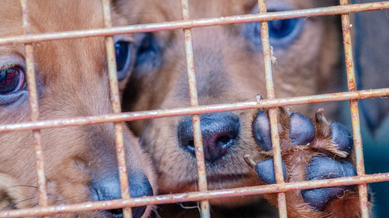 California Bans Online Puppy Sales from Commercial Breeders