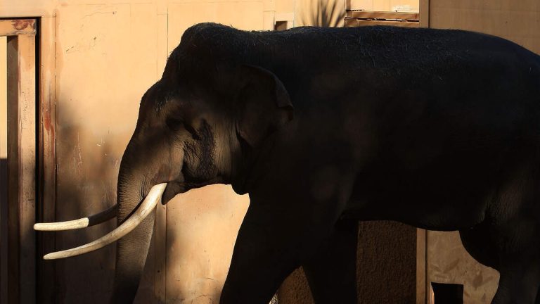 Canadian Filmmaker to Address LA Council on Elephant Captivity
