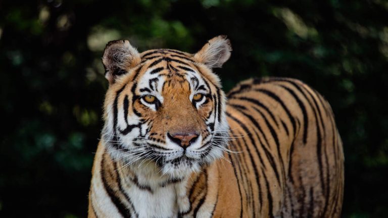 Caretaker Killed By Tiger In US