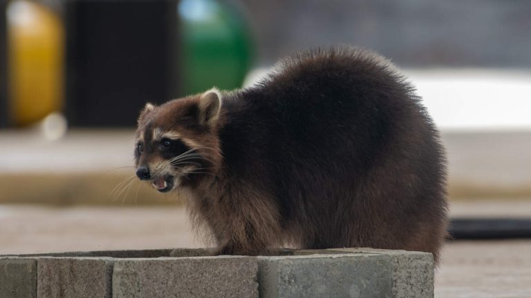 CDC Issues Warning Over Rising Number Of Rabies Outbreaks Across The US