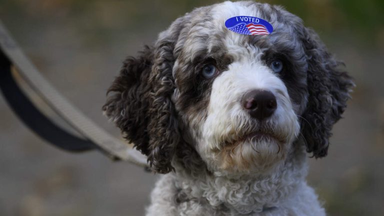 Costa Mesa Woman Faces Charges for Registering Dog to Vote