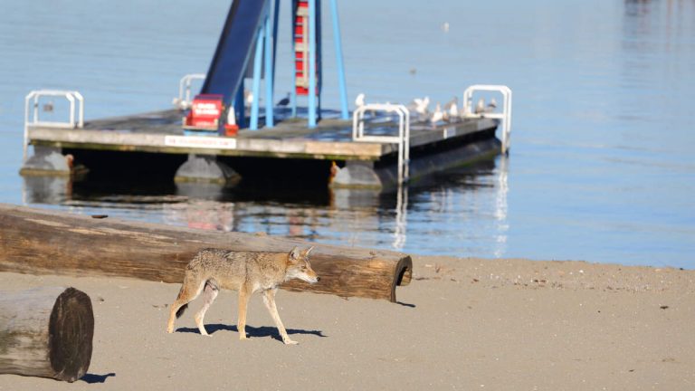 Coyotes Swim to San Francisco’s Angel Island