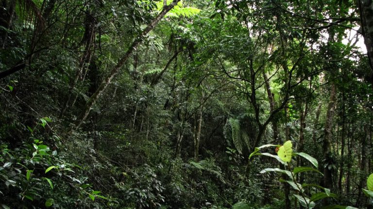 Dad Faces Charges After Taking Son, 13, On Cellphone ‘Detox’ In The Jungle