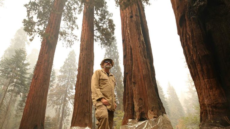 Firefighters Battle to Save California’s Ancient Sequoias