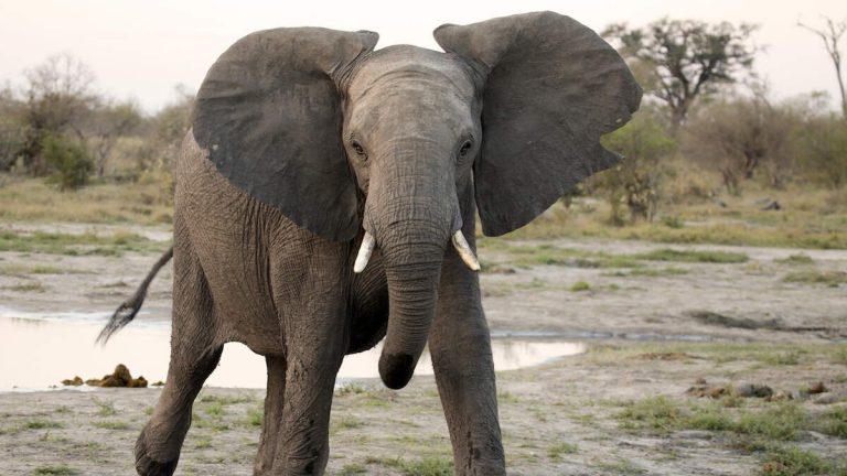 Frightening Video Shows Elephant Charging At Tourists