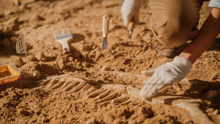 Ice Age Fossils Unearthed in Santa Cruz