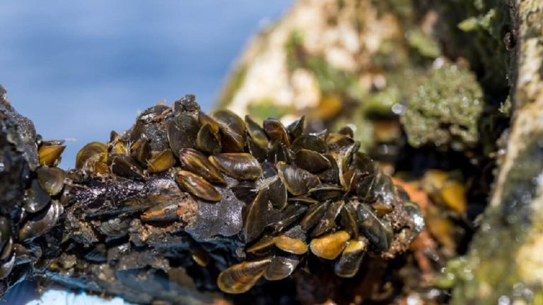 Invasive Golden Mussels Threaten Southern California Lakes