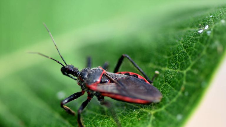 Kissing Bugs Spreading Deadly Parasitic Disease Throughout Multiple States