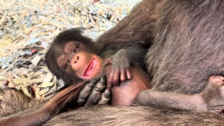 LA Zoo Celebrates Birth of Two Baby Chimpanzees