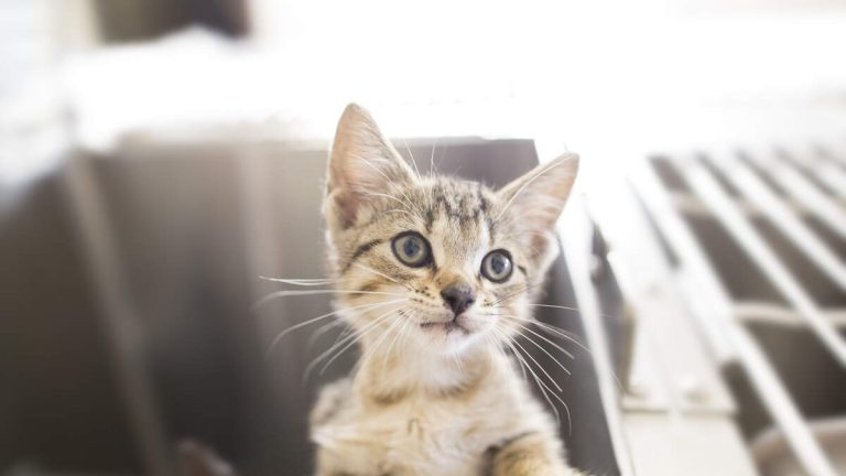 Los Angeles Cat Café Robbed, Nonprofit Urges Community Support