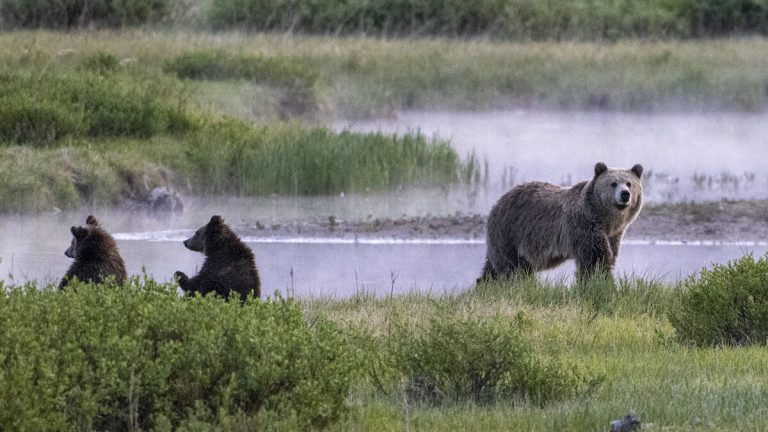 Man Attacked By Bear At Yellowstone