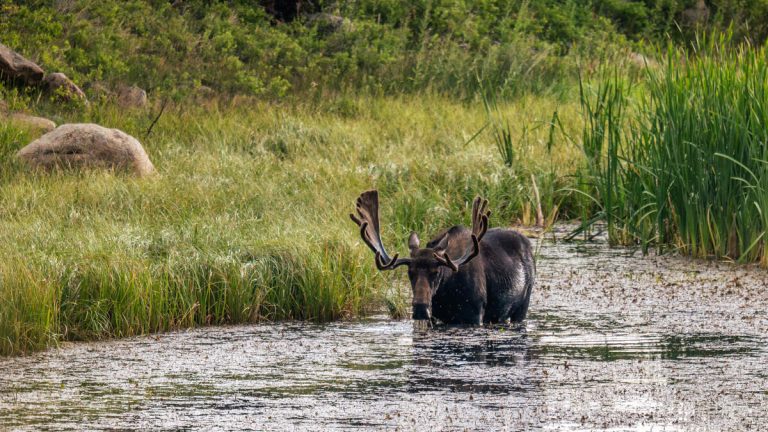 Mother Sparks Debate After Bringing 11-Month-Old Daughter On Moose Hunt