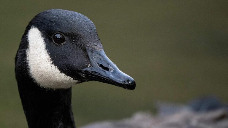 Northern California City Using Drones and Dogs to Tackle Big Goose Problem