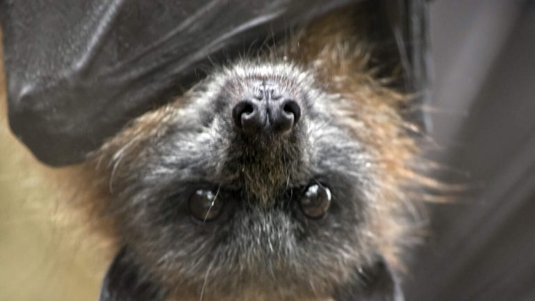 Pasadena Health Officials Warn Avoid Contact With Bats
