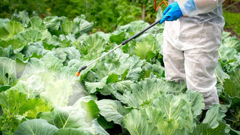 Pesticides Seeping Into Our Bodies Through Contaminated Fruits, Vegetables
