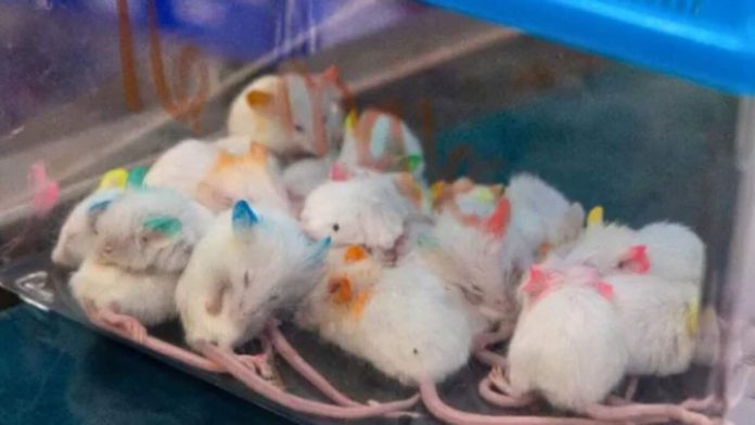 94 Mice and Hamsters Rescued in Arcadia Hoarding Case_690505120a159.jpeg