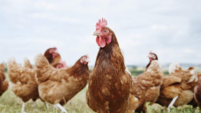 California Activist Convicted for Taking Chickens from Perdue Plant_6903b38f62060.jpeg