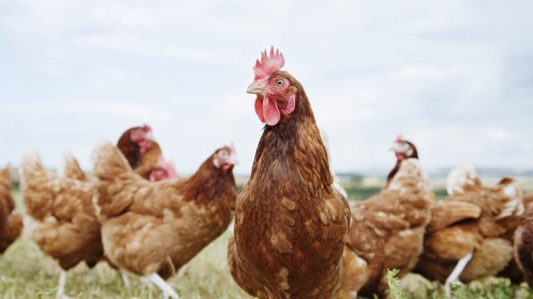 California Activist Convicted for Taking Chickens from Perdue Plant