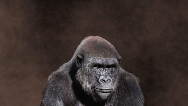 Gorilla Shatters Glass at San Diego Zoo