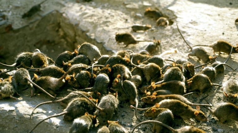 Los Angeles Tops Yelp’s Rat Problem List