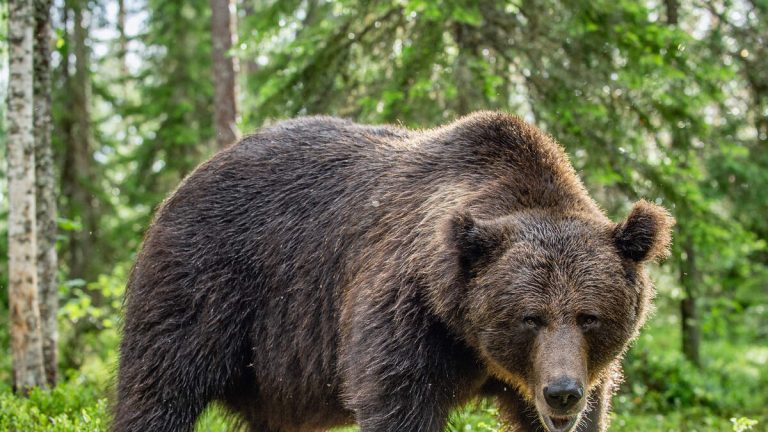 Man Brutally Mauled To Death By Bear While Picking Mushrooms
