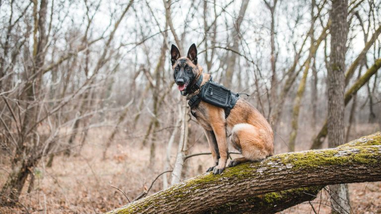 Police Dog Finds Two Missing Kids Who Were Lost In Massive National Forest
