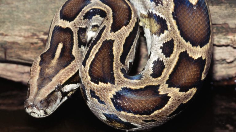 Python Surprises Diners at Monrovia In-N-Out