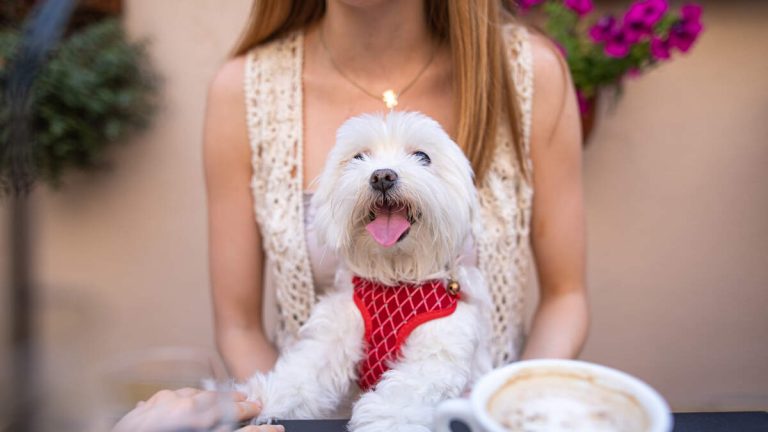 San Francisco’s Dog-Friendly Culture Faces Scrutiny