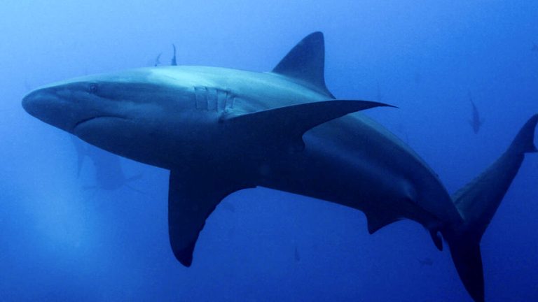Scientist Survives After Shark Bites His Head