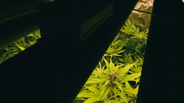 Sheriff’s Brother-In-Law Allegedly Grew Marijuana At Jail Where He Worked