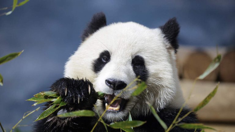 Smithsonian, National Zoo and Yosemite Hit by Government Shutdown