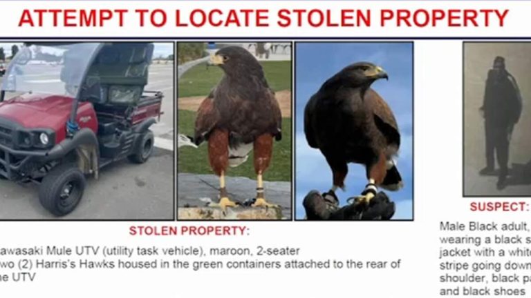 Stolen Hawk Reunited with Owner in Inglewood, Second Still Missing