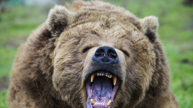 Two Hikers Hospitalized After Getting Mauled By Grizzly Bear