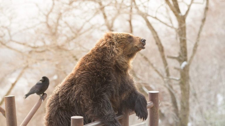 Wild Bear Breaks Into Zoo, Is Found Hanging Our Near Bear Enclosure