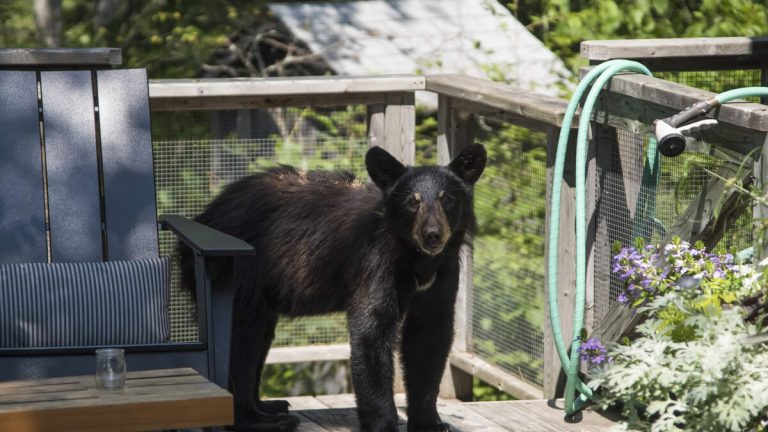 Wild Bear Visits California Zoo’s Bear Exhibit In
