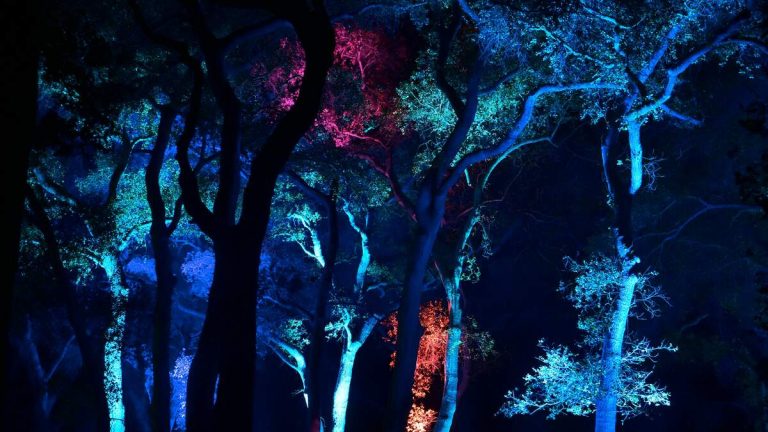 Descanso Gardens’ Enchanted Forest of Light Offers a Calm Holiday Escape