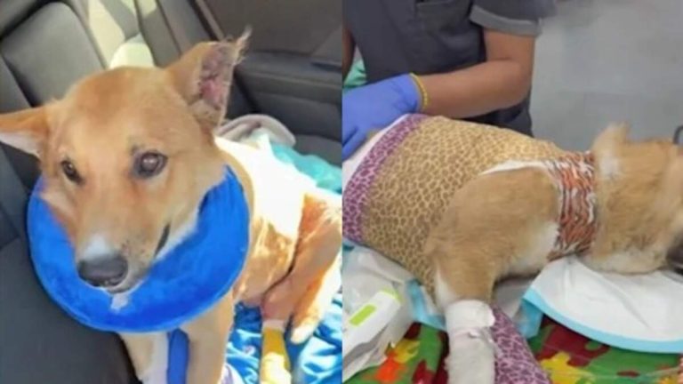 Dog Set on Fire at LA Homeless Encampment