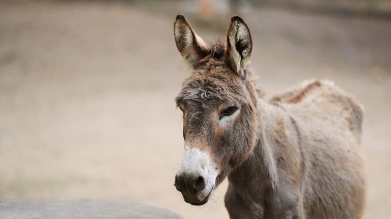 Inland Empire Wild Donkeys Threatened by Development