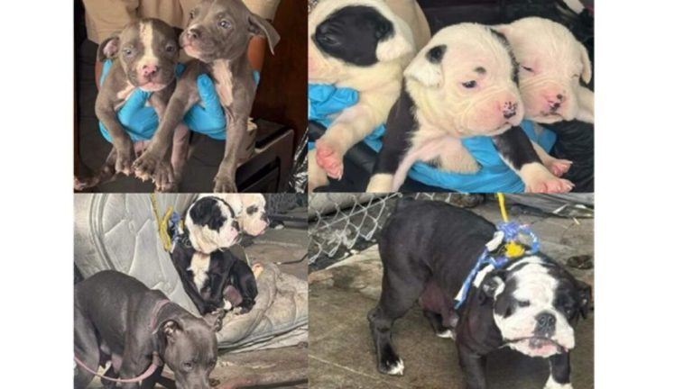 LAPD Shuts Down Puppy Mill in Skid Row Encampment