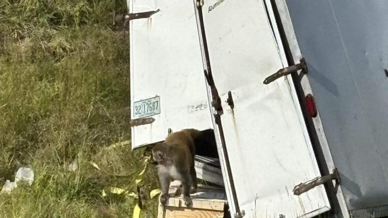 Last Of The Escaped Lab Monkeys Has Been Safely Captured
