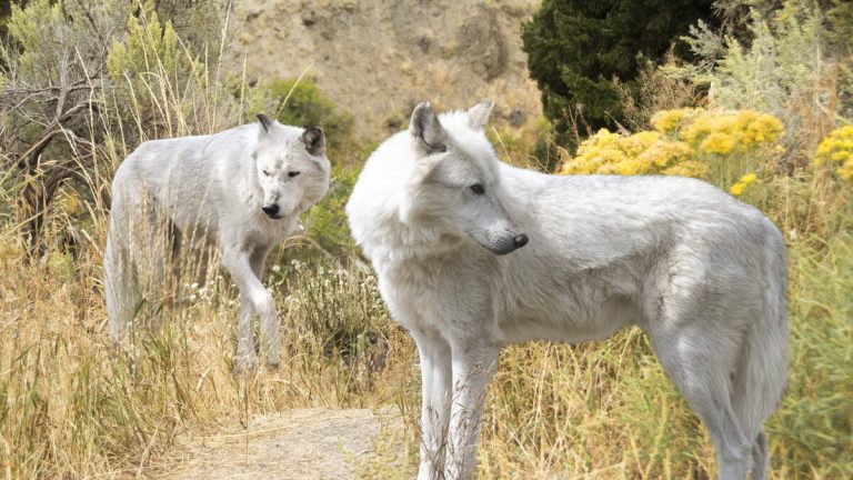 Man Seen On Video Approaching Wolves At Yellowstone Cited By Park Rangers