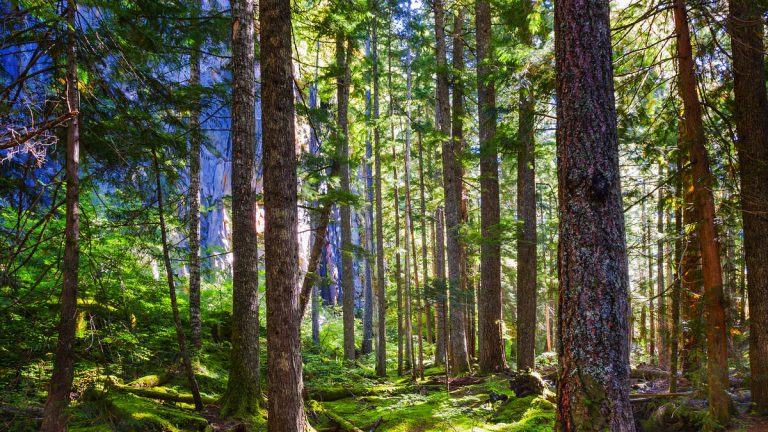 Massive Search Underway For ‘Experienced’ Hunter Missing In National Forest