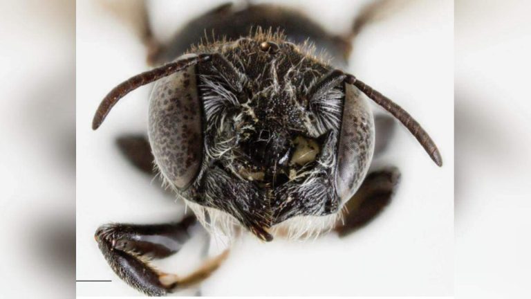 New Bee Species, Named ‘Lucifer’ Bee Discovered In Australia